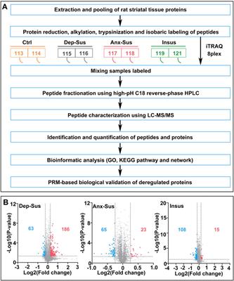 Proteomic Insights Into Susceptibility and Resistance to Chronic-Stress-Induced Depression or Anxiety in the Rat Striatum